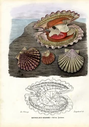 Muscheln, 1863-79
